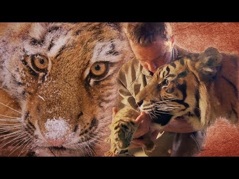When Tigers Meet Humans | BBC Earth