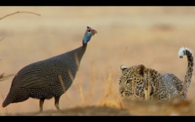 Leopard Cub Learns How To Hunt | BBC Earth