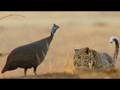 Leopard Cub Learns How To Hunt | BBC Earth