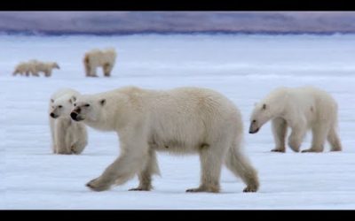 Film Crew Surrounded by 13 Wild Polar Bears | BBC Earth