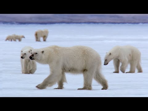 Film Crew Surrounded by 13 Wild Polar Bears | BBC Earth