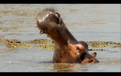 Hippos Attack Crocodiles to Defende Dead Companion | BBC Earth