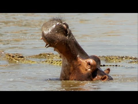 Hippos Attack Crocodiles to Defende Dead Companion | BBC Earth