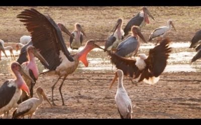 Marabou Stork VS Fish Eagle | Dynasties: On Location | BBC Earth
