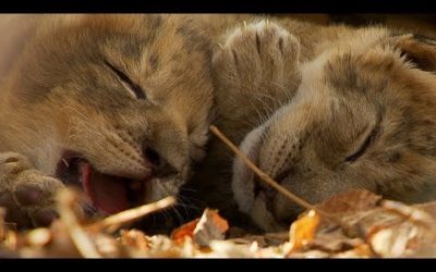 Lioness Cuddles Newborn Cubs | BBC Earth