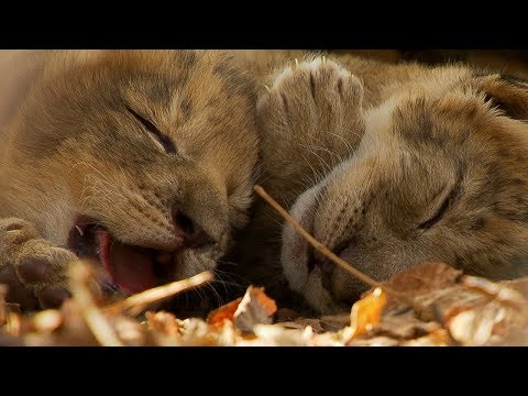 Lioness Cuddles Newborn Cubs | BBC Earth
