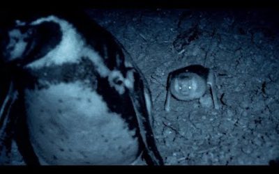 Humboldt Penguins Fight off Vampire Bats | BBC Earth