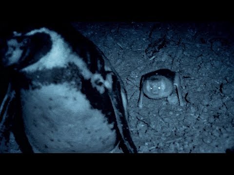 Humboldt Penguins Fight off Vampire Bats | BBC Earth