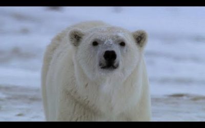 Hungry Large Male Polar Bear Attempts To Prey On Camera Crew | BBC Earth