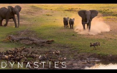 Elephants Charging At Painted Wolves | Dynasties: On Location |BBC Earth