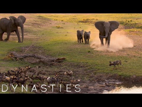 Elephants Charging At Painted Wolves | Dynasties: On Location |BBC Earth