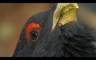 Capercaillie: The Bizarre Grouse of the Scottish Highlands | BBC Earth