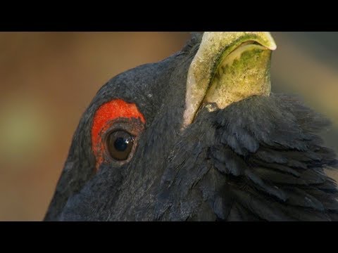 Capercaillie: The Bizarre Grouse of the Scottish Highlands | BBC Earth