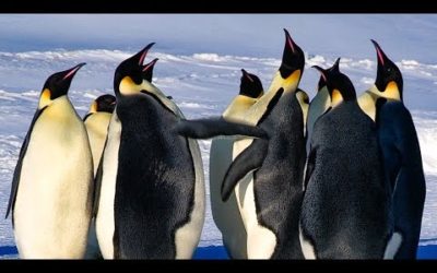Emperor Penguins Fight Over Mate | BBC Earth