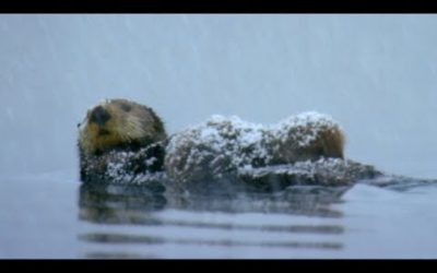 Otter Loses Cub in Freezing Waters | BBC Earth