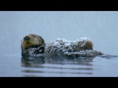 Otter Loses Cub in Freezing Waters | BBC Earth