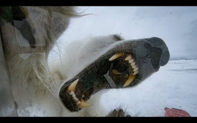 Wild Polar Bear Tries To Break In | BBC Earth