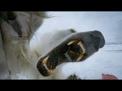Wild Polar Bear Tries To Break In | BBC Earth