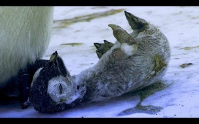 Emperor Penguin Mourns the Death of Chick | BBC Earth