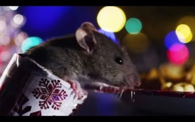 Rats Get A Christmas Treat! | Cities: Nature’s New Wild | BBC Earth