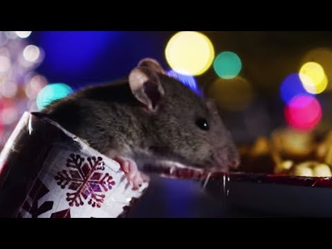 Rats Get A Christmas Treat! | Cities: Nature’s New Wild | BBC Earth