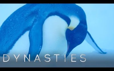 Will the Dynasties Crew Rescue the Trapped Penguins Or Let Them Die? | Dynasties | BBC Earth