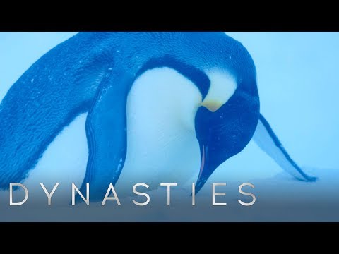 Will the Dynasties Crew Rescue the Trapped Penguins Or Let Them Die?  | Dynasties | BBC Earth