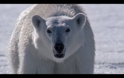 Polar Bear Stalks and Attacks Seal | BBC Earth