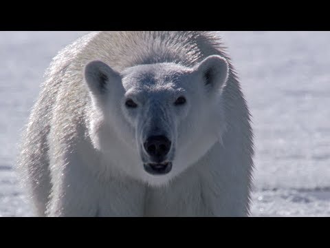 Polar Bear Stalks and Attacks Seal | BBC Earth