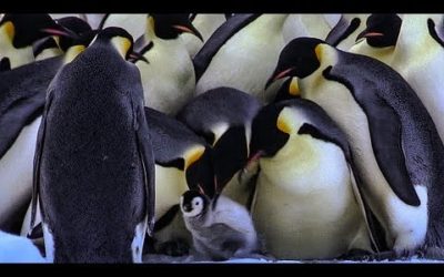 Bereaved Penguins Attempt to Kidnap Young Chicks | BBC Earth