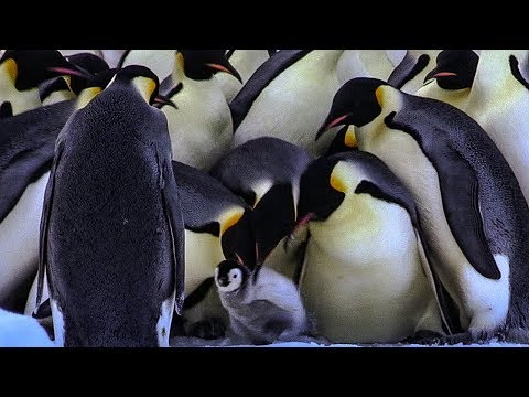 Bereaved Penguins Attempt to Kidnap Young Chicks | BBC Earth