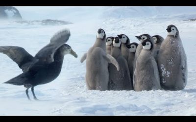 Penguin Chicks’ Stand Off Against Predator | Spy In The Snow | BBC Earth