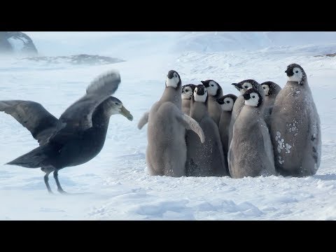 Penguin Chicks’ Stand Off Against Predator | Spy In The Snow | BBC Earth