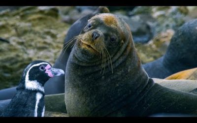 Humboldt Penguins Fight Off Sea Lions | BBC Earth