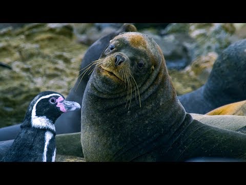 Humboldt Penguins Fight Off Sea Lions | BBC Earth