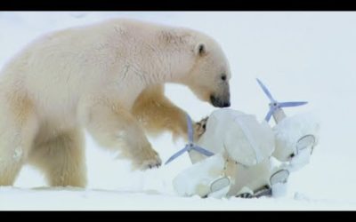 Polar Bears Play Football with a Spy Cam | Spy In The Snow | BBC Earth