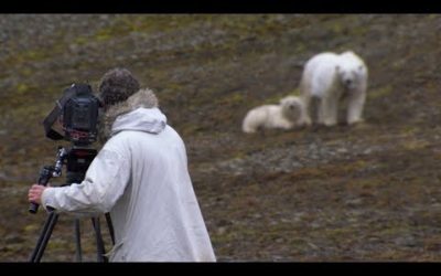 Hungry Mother Polar Bear and Cub Stalks the Film Crew | BBC Earth