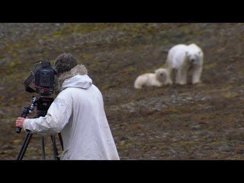 Hungry Mother Polar Bear and Cub Stalks the Film Crew | BBC Earth