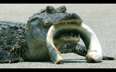 Alligator VS Eel | Cities: Nature’s New Wild | BBC Earth