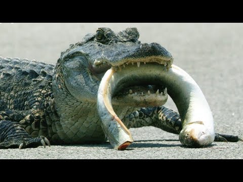 Alligator VS Eel | Cities: Nature’s New Wild | BBC Earth