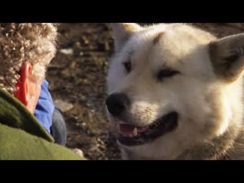 The Dogs Protecting Humans and Polar Bears | BBC Earth