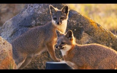 The Island Foxes That Threatened The Navy | Cities: Nature’s New Wild | BBC Earth