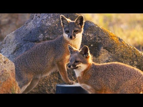 The Island Foxes That Threatened The Navy | Cities: Nature’s New Wild | BBC Earth