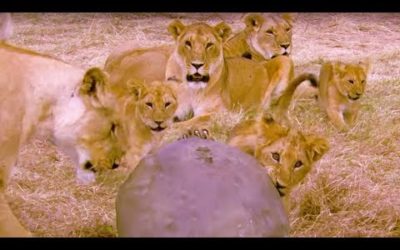Cute Lion Cubs Play With Spy Camera | BBC Earth