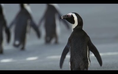 Penguin Crosses Cape Town To Find Mate | BBC Earth