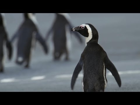 Penguin Crosses Cape Town To Find Mate | BBC Earth