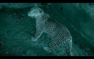 Baby Warthog Trapped With Leopard | Earth’s Great Rivers: Nile | BBC Earth
