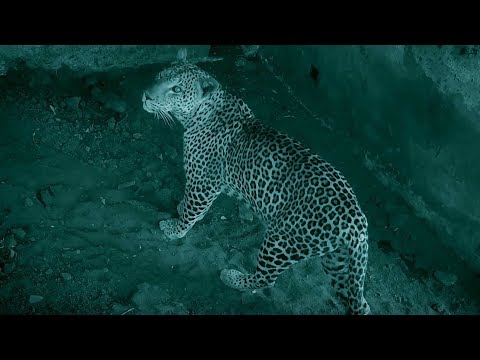 Baby Warthog Trapped With Leopard | Earth’s Great Rivers: Nile | BBC Earth