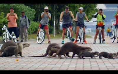 The Otters of Singapore | Cities: Nature’s New Wild | BBC Earth
