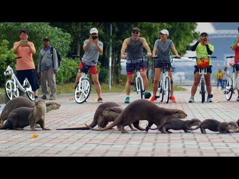 The Otters of Singapore | Cities: Nature’s New Wild | BBC Earth
